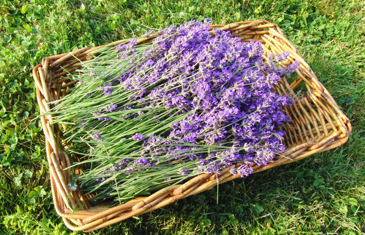 Phytotherapie-Ausbildung