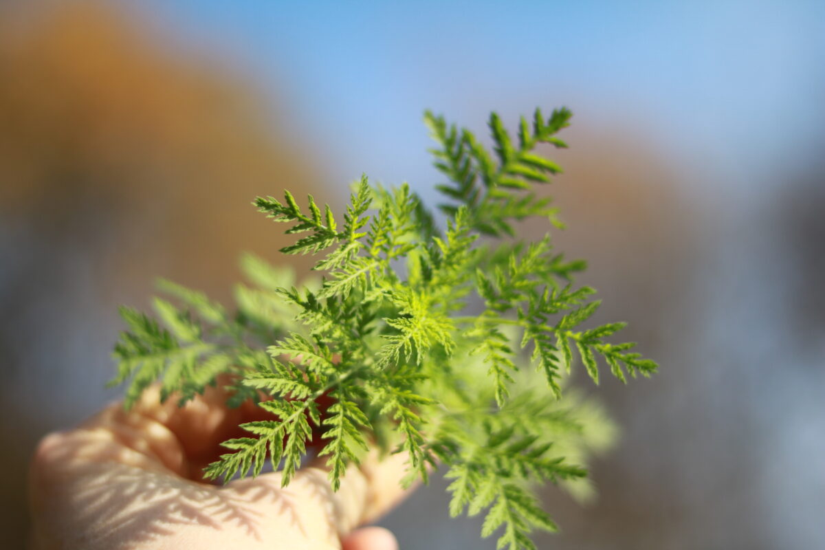 Artemisia annua - (Einjähriger Beifuss)