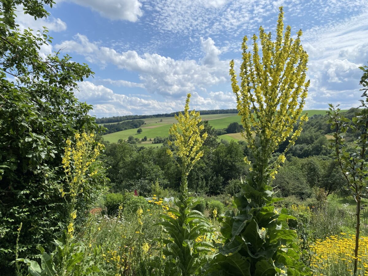 Maria Himmelfahrt neu erleben: Kräutergang, Naturkraft & ein eigener Kräuterwisch