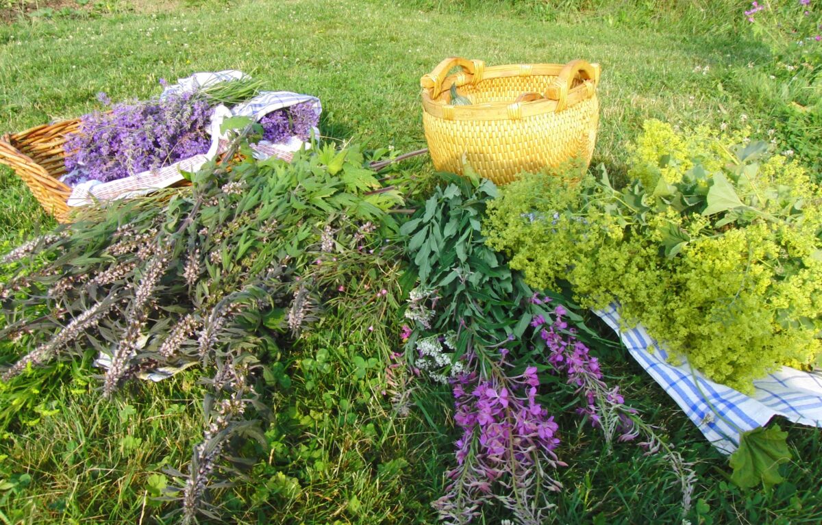 Phytotherapie-Ausbildung