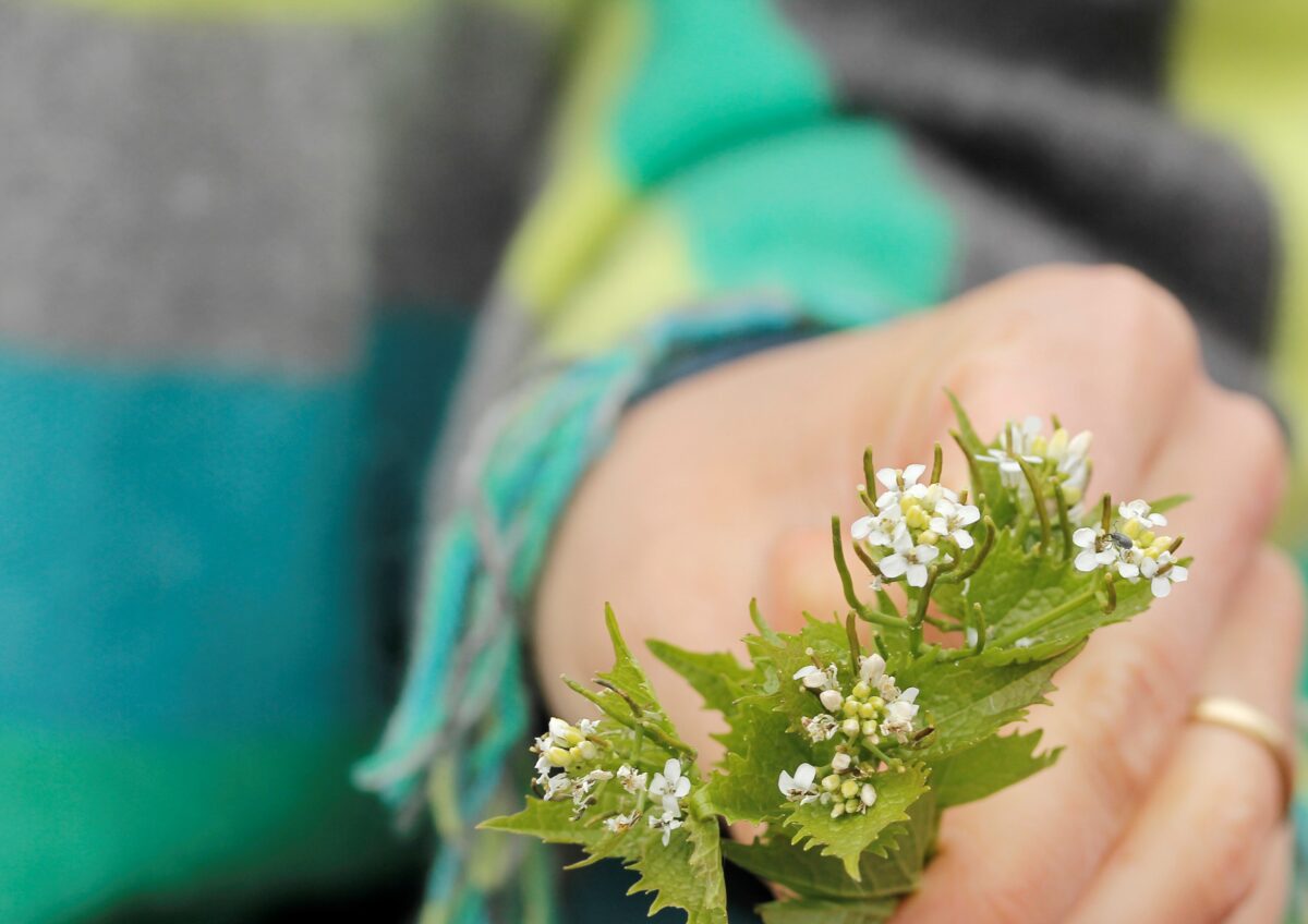 Phytotherapie-Ausbildung