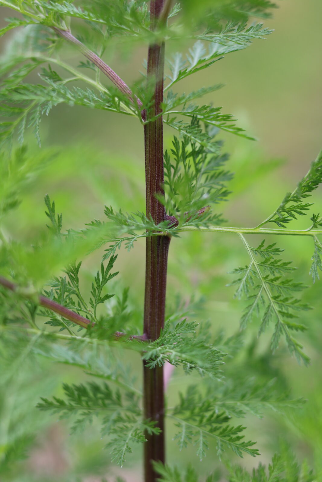 Artemisia annua-Fachartikel und Anbau-Anleitung
