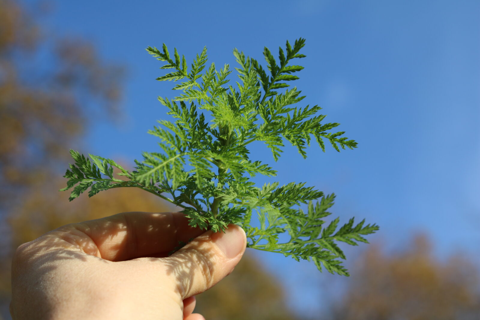 Artemisia annua-Fachartikel und Anbau-Anleitung